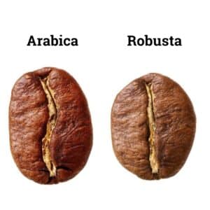 Arabica